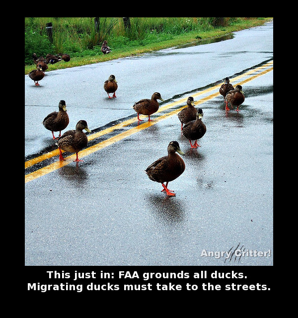 Ducks road migrate
